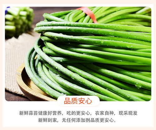 新蒜苔蒜薹蒜苗蒜毫蒜臺 河南山東新鮮蔬菜批發(fā)指南