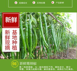 新鮮線椒批發(fā)指南 尖椒、青椒、二荊條一站式采購，壞椒包賠保障